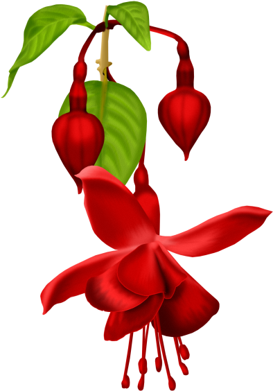 Flowers - Fuchsia (398x600)
