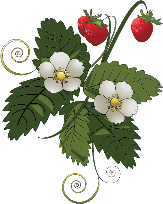Strawberry Plant - Strawberries Vector (1000x1000)