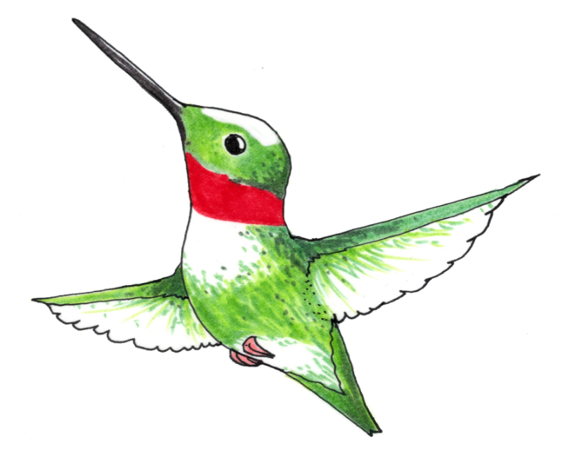 Hummingbird - Hummingbird (800x655)