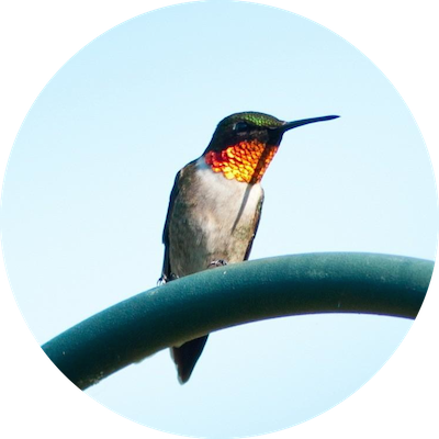 Hummingbird Assembly - Hummingbird Background (400x400)
