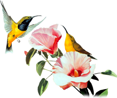Chinese Hibiscus (380x320)