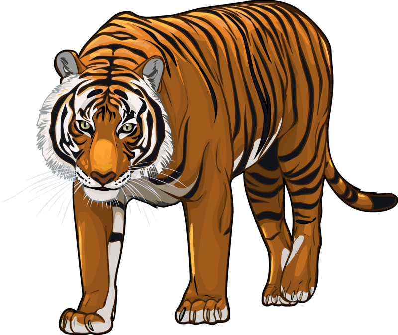 Image - Tiger (800x673)