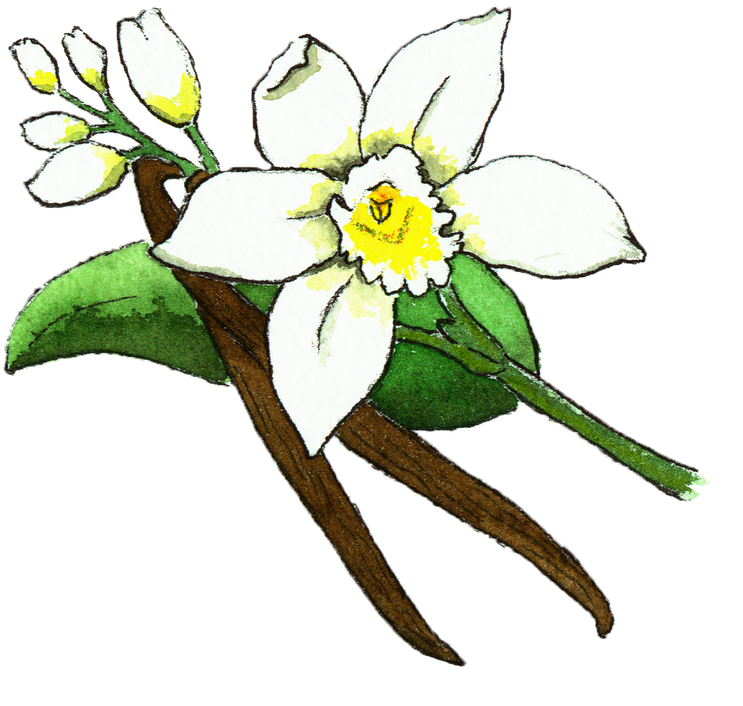 Vanilla Bean Flower Illustration (800x800)