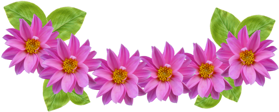 Pink Flower (1280x887)