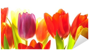 Sprenger's Tulip (400x400)