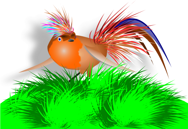 Colourful Bird - Clip Art (800x566)