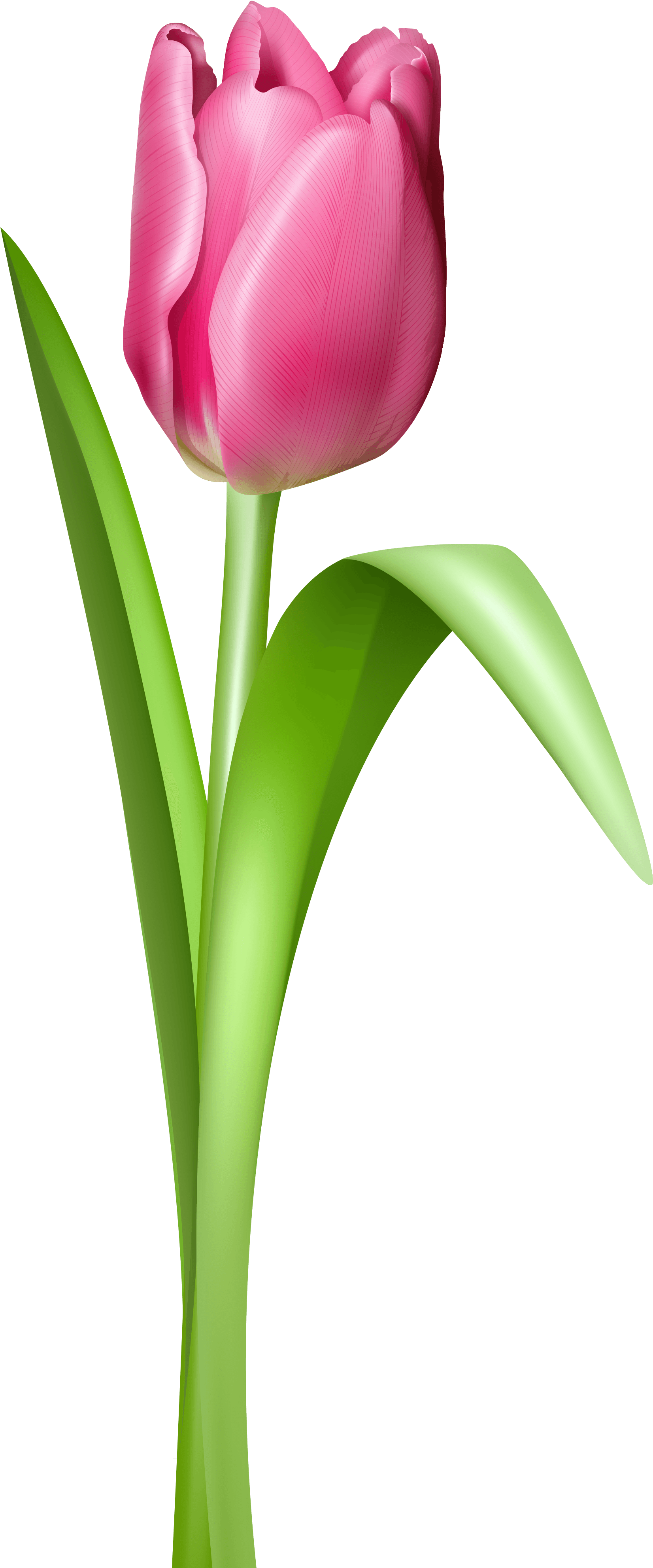 Tulip Transparent (1924x4108)