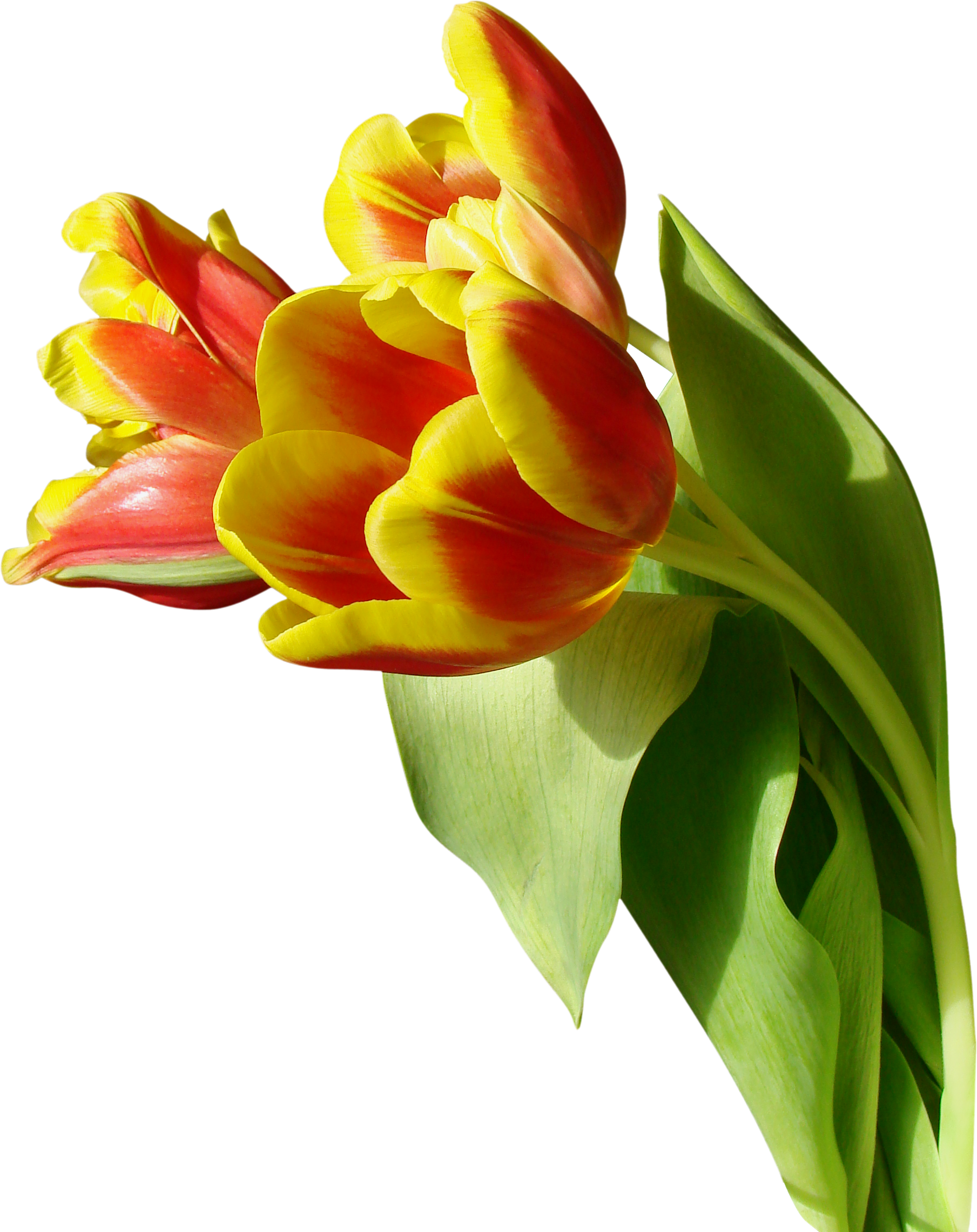   Tulip Transparent (1809x2281)