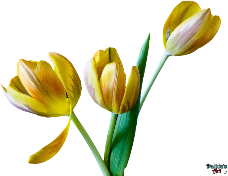 Image - Flower (800x612)
