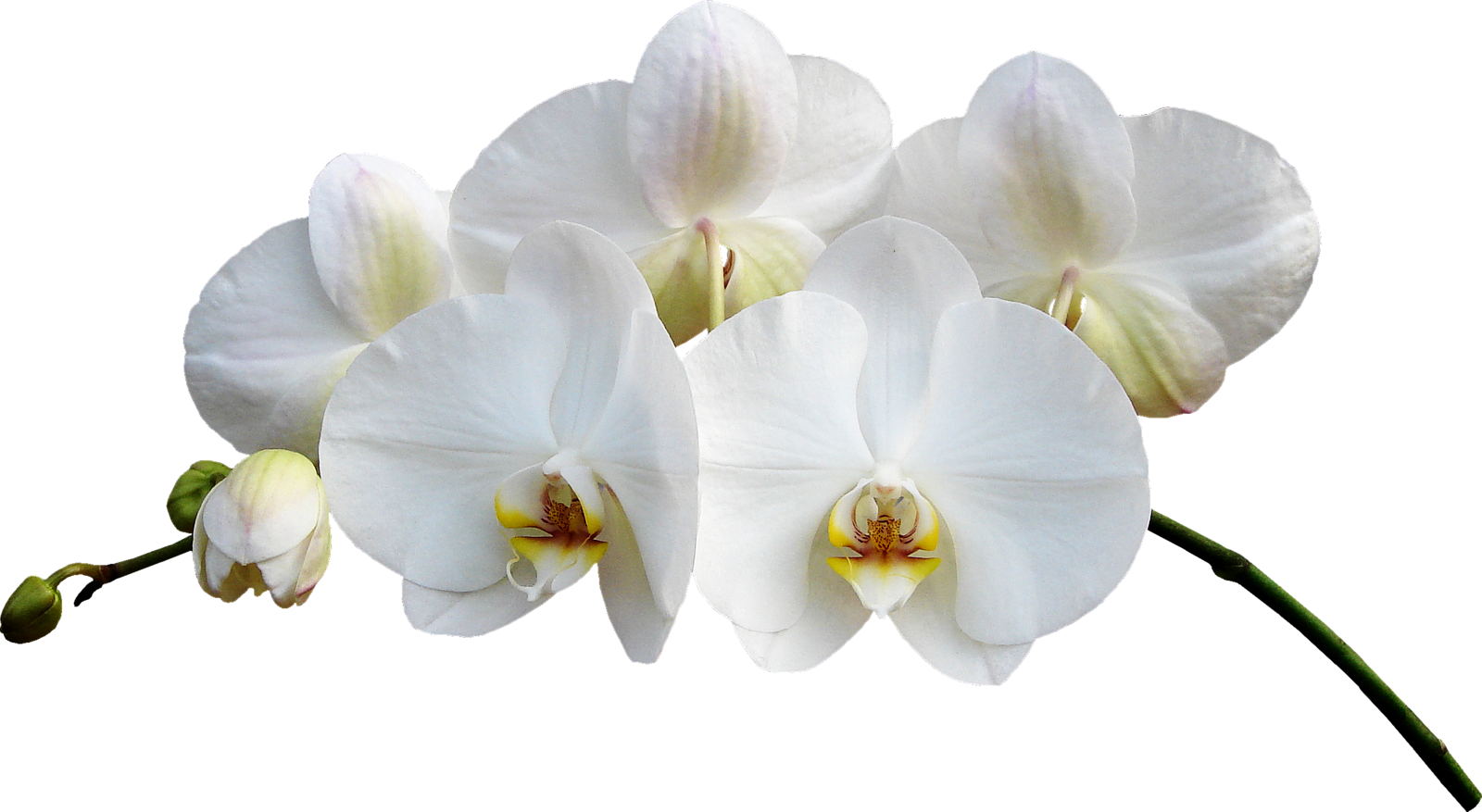 Flores De - Орхидеи Png (1600x877)