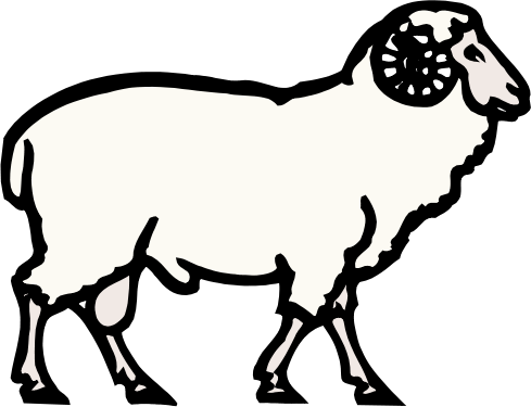 Drawn Sheep Mammal - Vector Graphics (489x375)