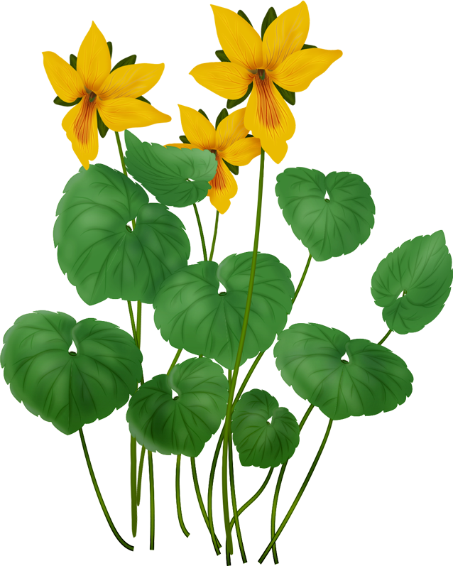 Vector Violet Png - Anthurium (638x797)