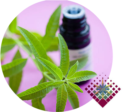Essential Oils - Verbena (431x383)