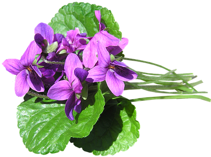 Blue Violet (454x340)
