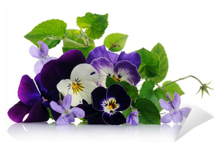 Pansy (400x400)