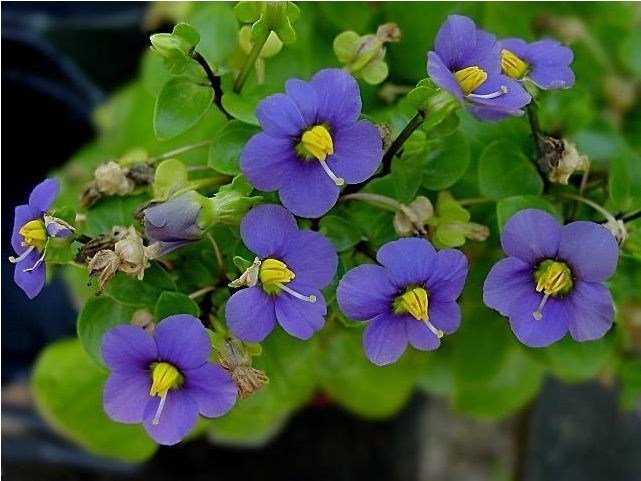 Violet Oil - German Persian Violet (800x800)