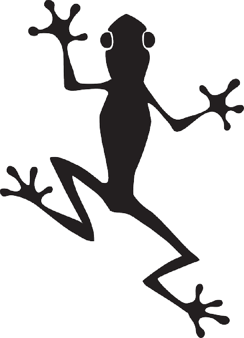 Yeux Grenouille Images - Frog Vector Free (800x1110)