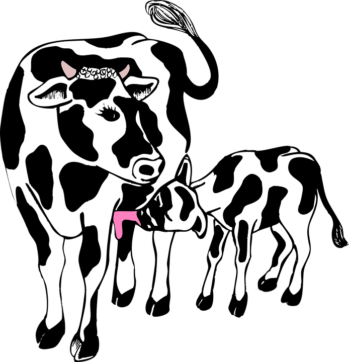 Сарай, Ферма, Корова, Животных, Мать, Кормление - Cow And Calf Cartoon (694x720)