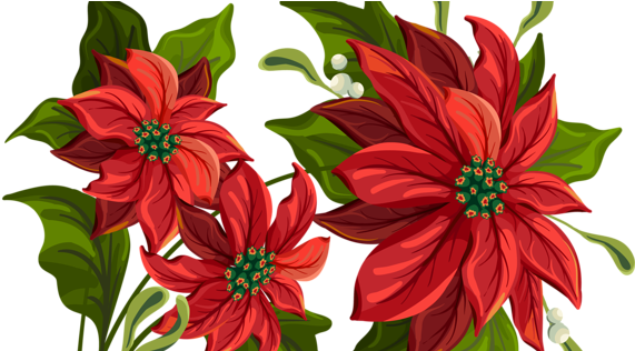 Poinsettia Drawing (600x315)