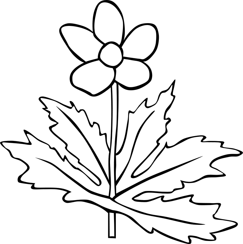 Plant Black And White (797x800)