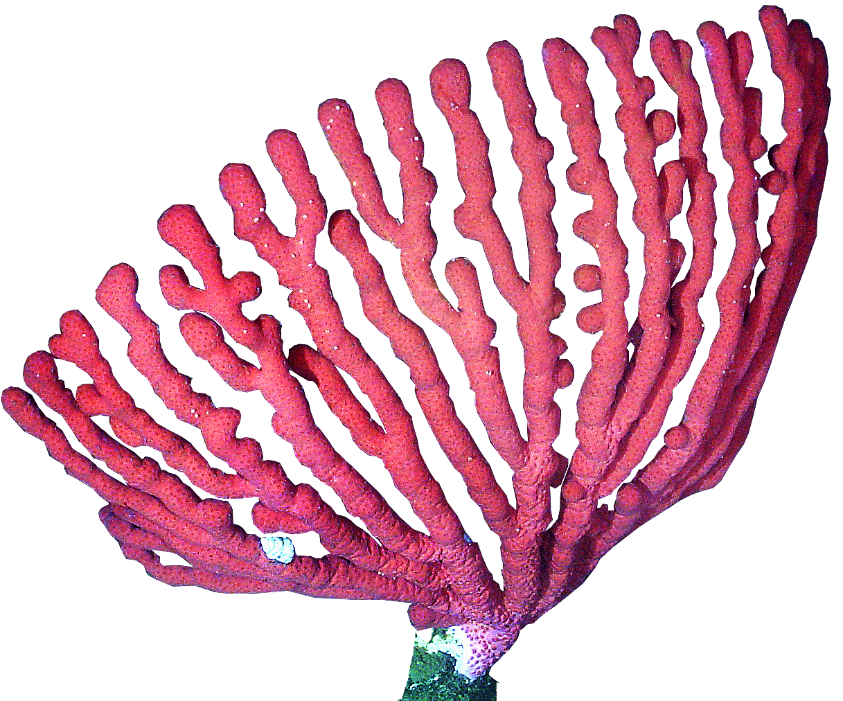 Corales Png (1239x1011)