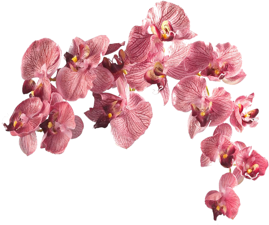 View Collection - Nearly Natural 4643-pp Phalaenopsis With Glass Vase (900x756)