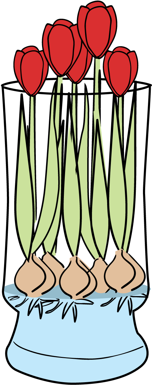 Tulips-faq - Tulips-faq (600x1250)