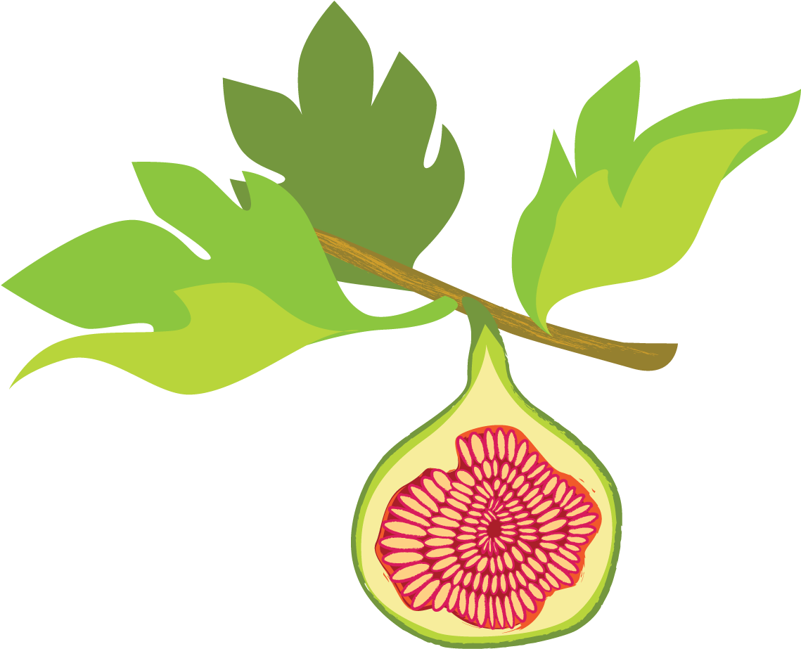 Fig Illustration - Fig Illustration (1170x945)