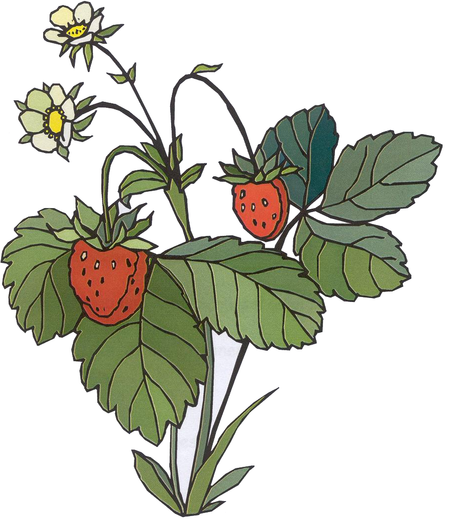 Erdbeerfplanze Clipart - Strawberry Bush Cartoon (913x1047)