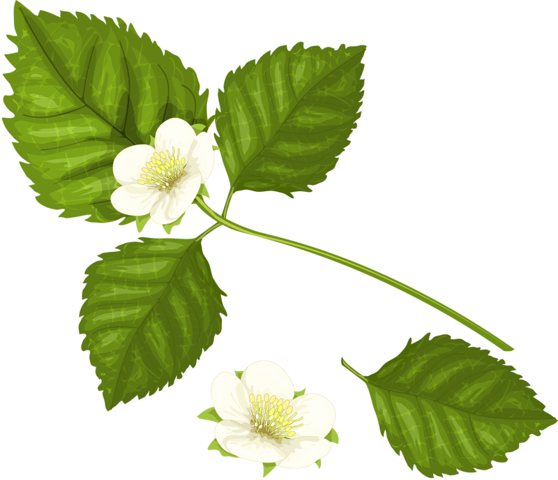 Raspberry Clip Art - Raspberry Clip Art (800x688)