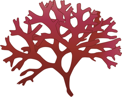 Red Vector Login - Chondrus Crispus (400x318)