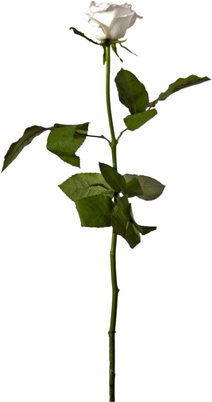 Single White Rose - Stock (800x1410)