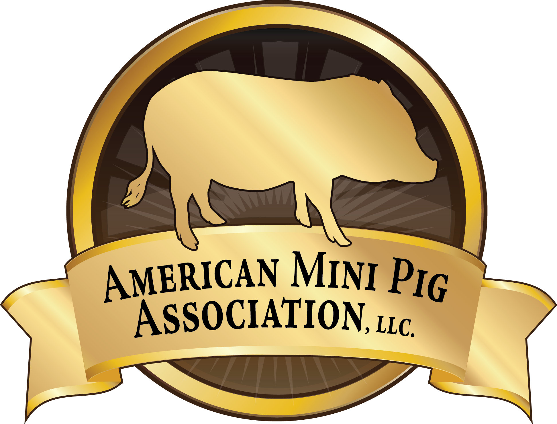Browse - - Training Pot Belly Pigs (1944x1479)