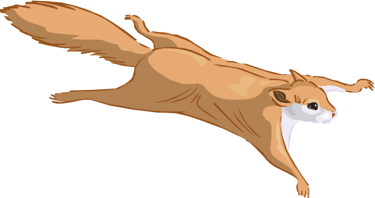 Flying Squirrel Clipart Wing - Flying Squirrel Clipart (750x396)