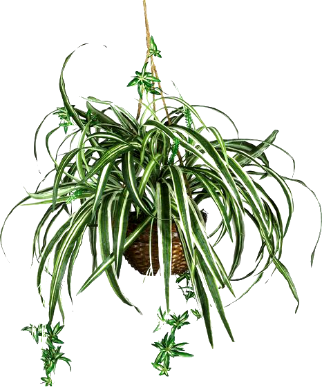Cutting Artificial Vegetative Propagation (466x561)