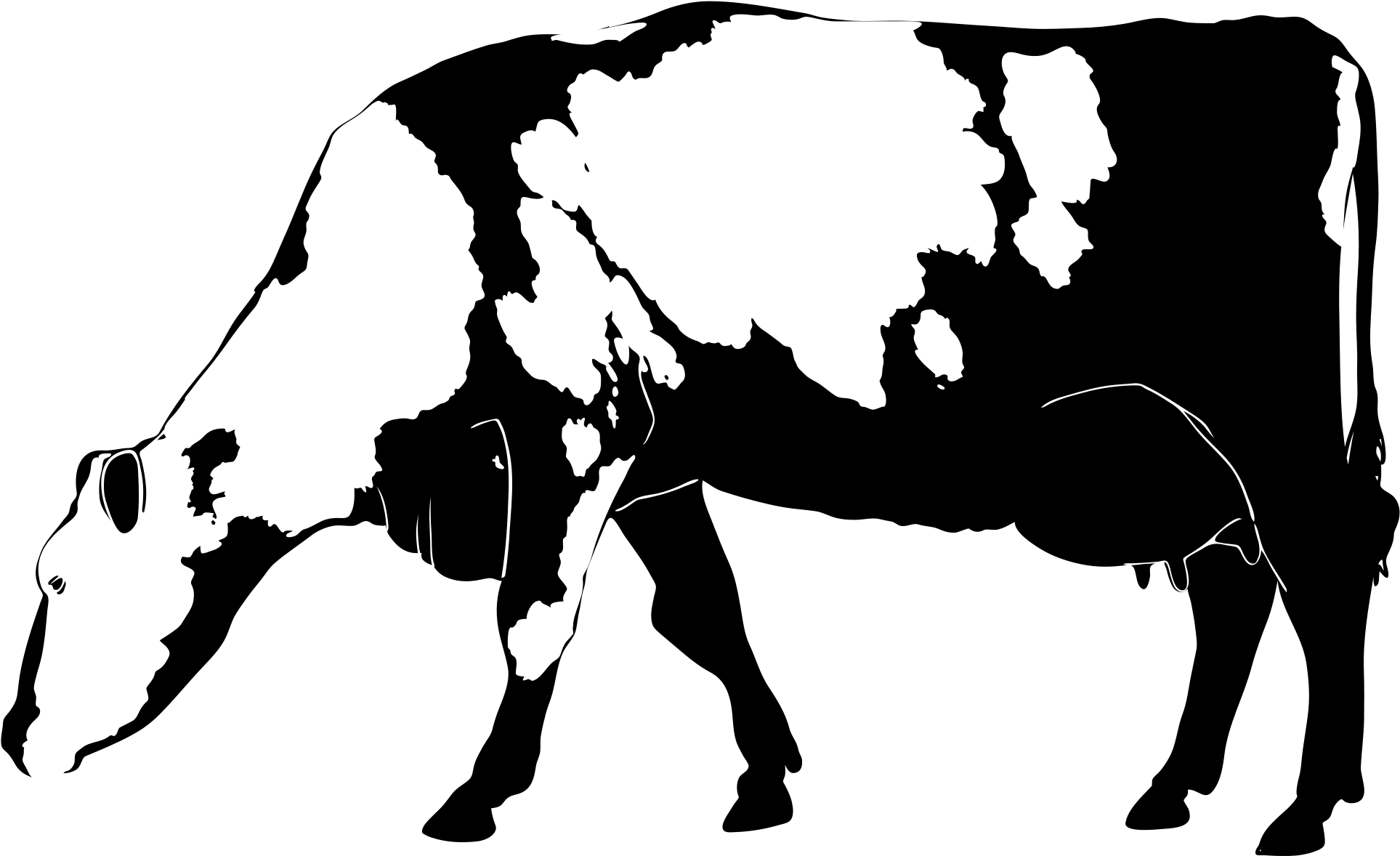 Open - Cow Silhouettes Transparent (2000x1238)