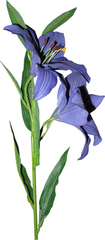Stemless Gentian (351x800)