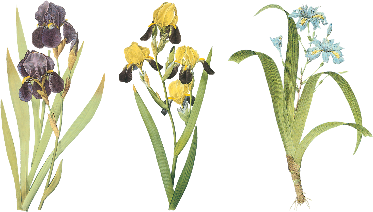 Iris - Iris (1600x927)