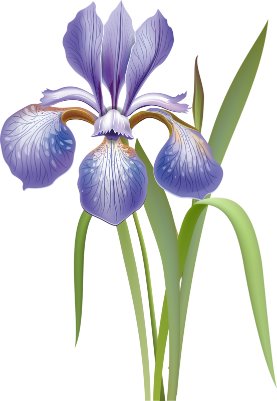 Content - Irises (553x800)