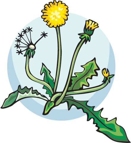 Dandilion - Flower (641x480)