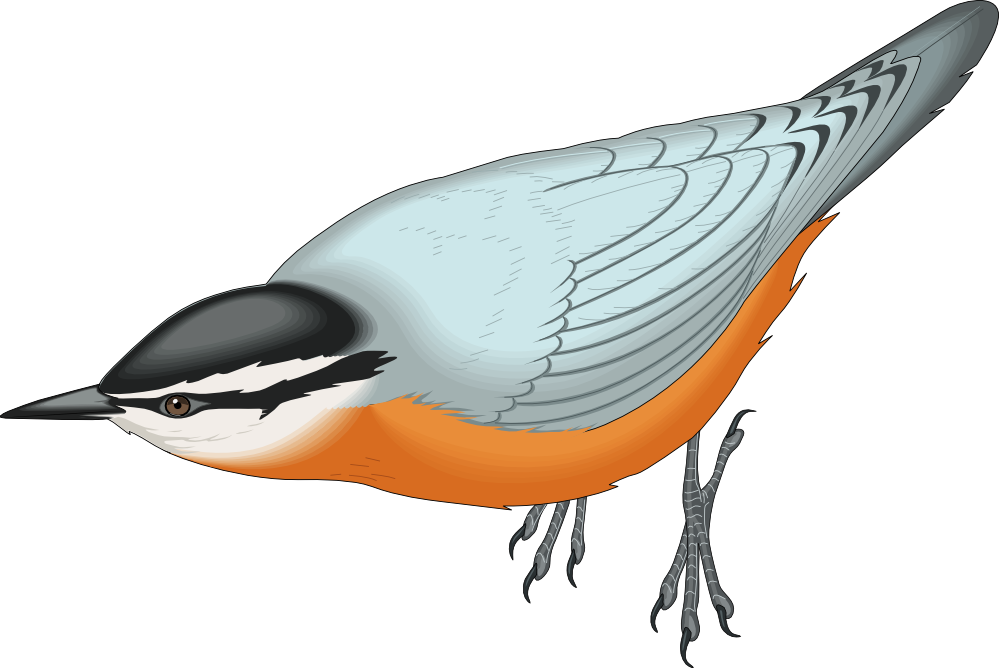 Bird - Red Breasted Nuthatch Wall Clock (999x668)