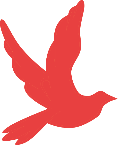 Imagenes De Palomas Negras (486x598)