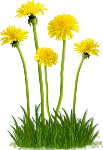 Dandelion Png (343x500)