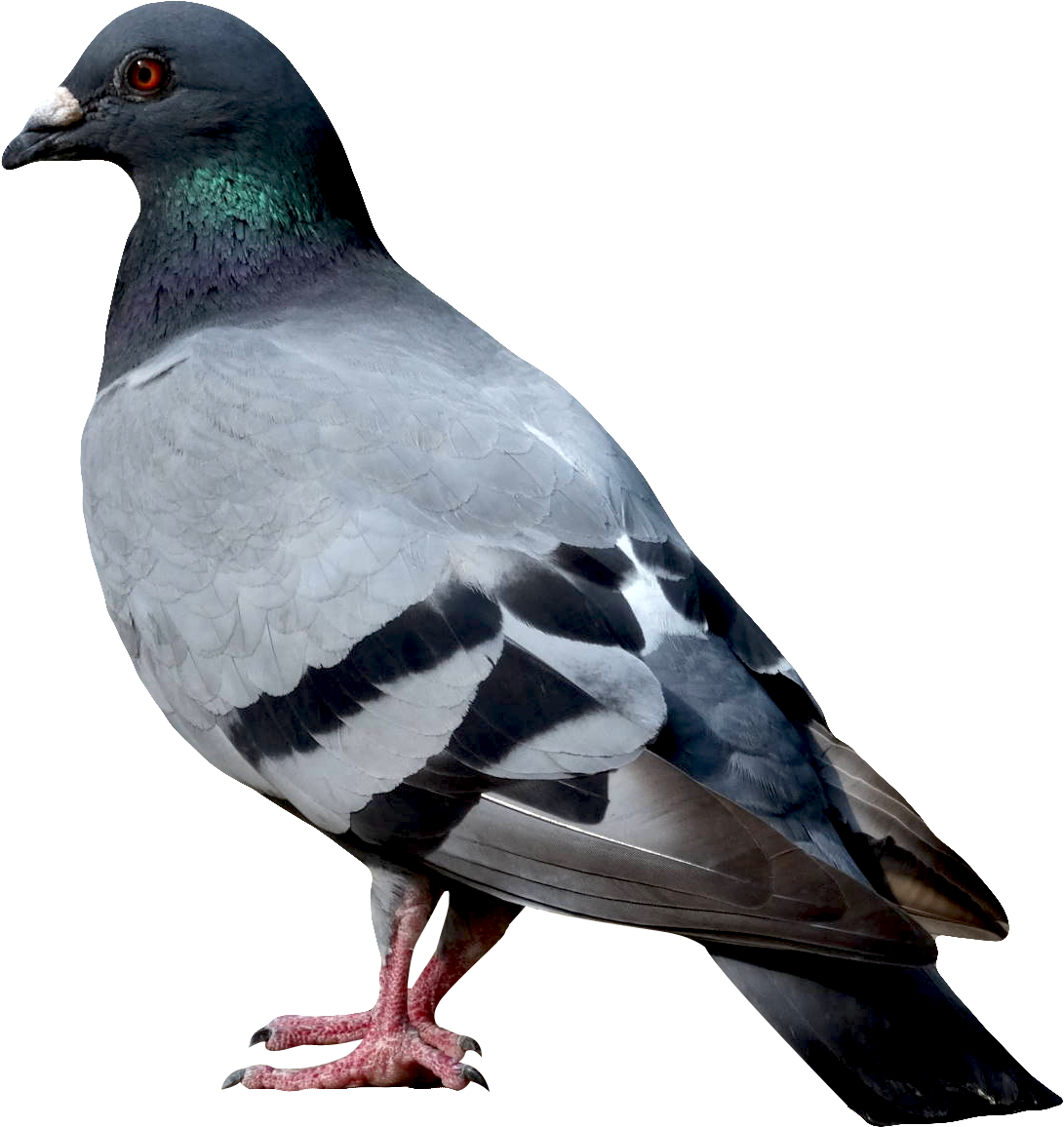 Image - Bird .png (1115x1177)