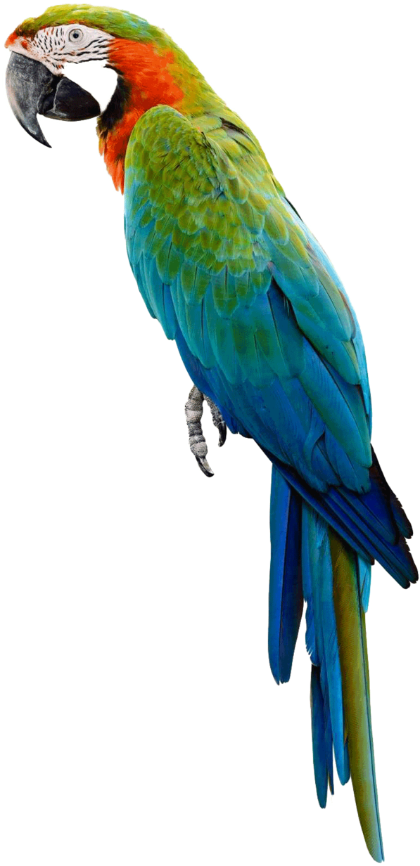 Image - Parrot With White Background (800x1280)