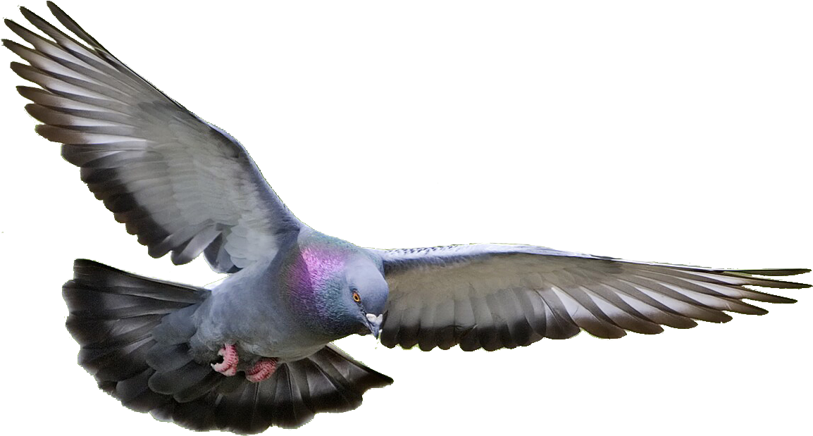 Image - Bird Pigeon (1185x657)