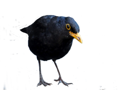 The River Is Moving - Blackbird (400x300)