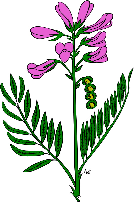 Snapdragon Flower Clip Art (1591x2400)