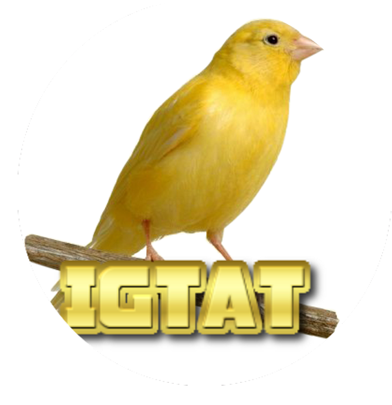 Canary (800x800)