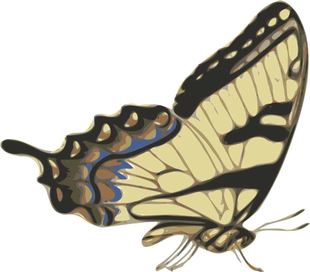 Butterfly Side View - 2017-2018 Academic Planner Weekly And Monthly: Calendar (1000x878)
